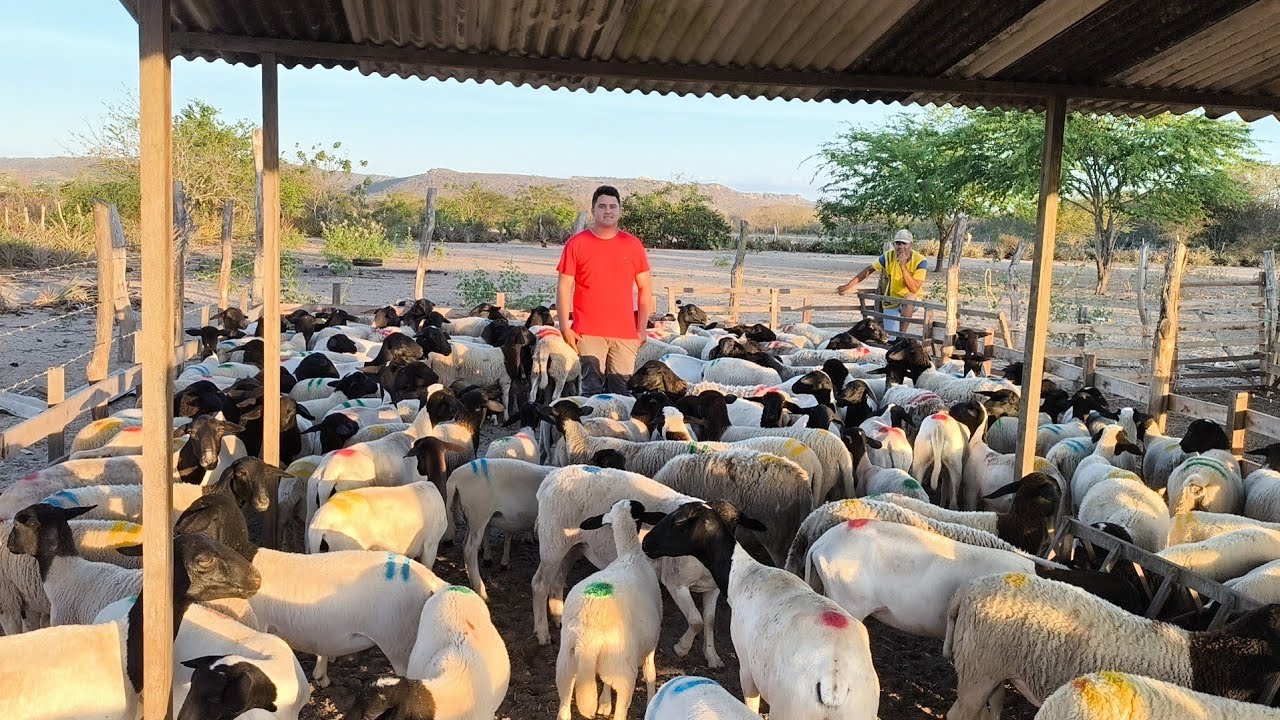  O COMERCIANTE JOEL DO BODE BOTOU PARA LASCAR TROUXE UMA MÉDIA DE 200 ANIMAIS DORPER PRA VENDER 