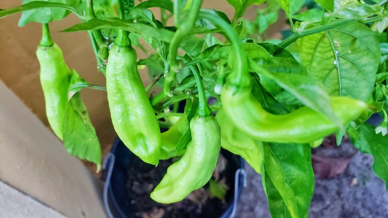 Grow Pimento Peppers! | Pimento Growing Guide for Containers! | Gardening in Trinidad and Tobago