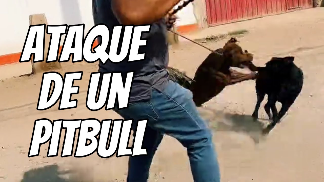 Como controlar la agresividad de tu perro Pitbull