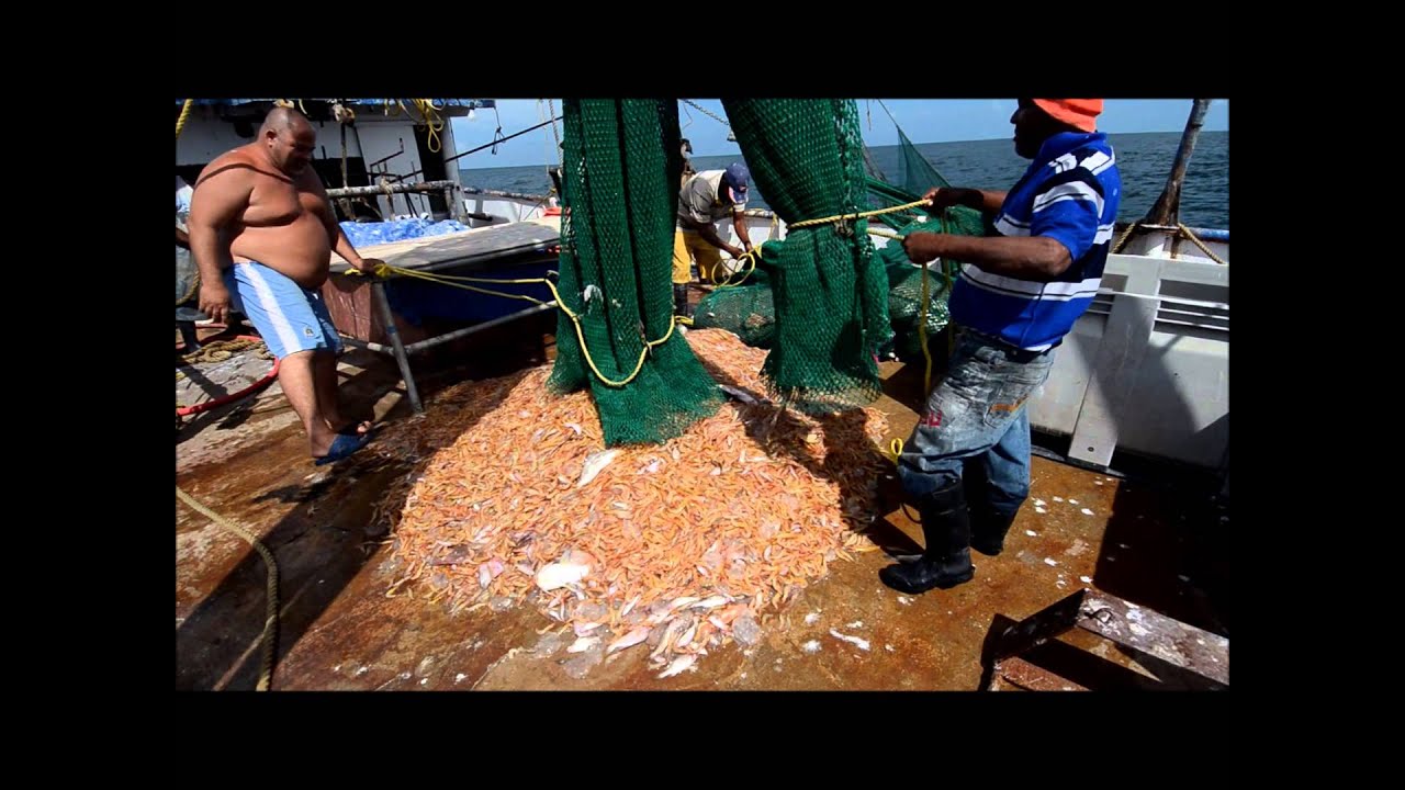 Suriname seabob trawling
