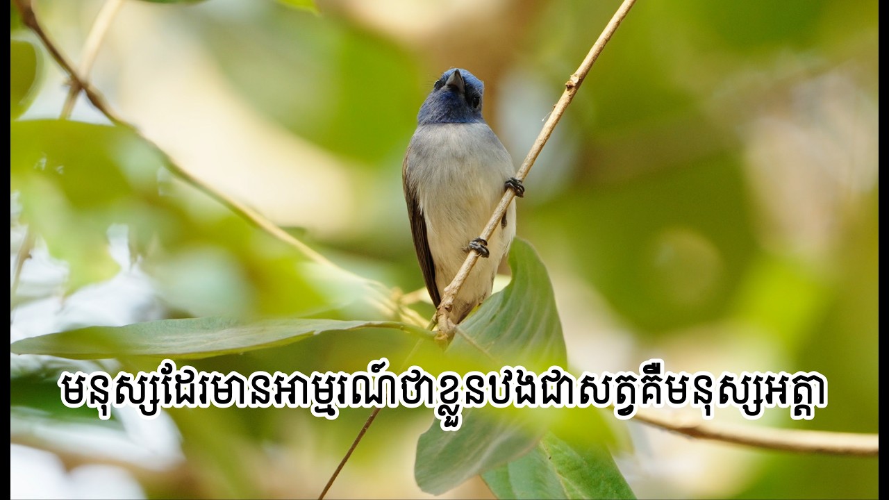 លោកពូ មនុស្សដែរមានអារម្មណ៍ថាខ្លួនឋងជាសត្វគឺមនុស្សអត្តា