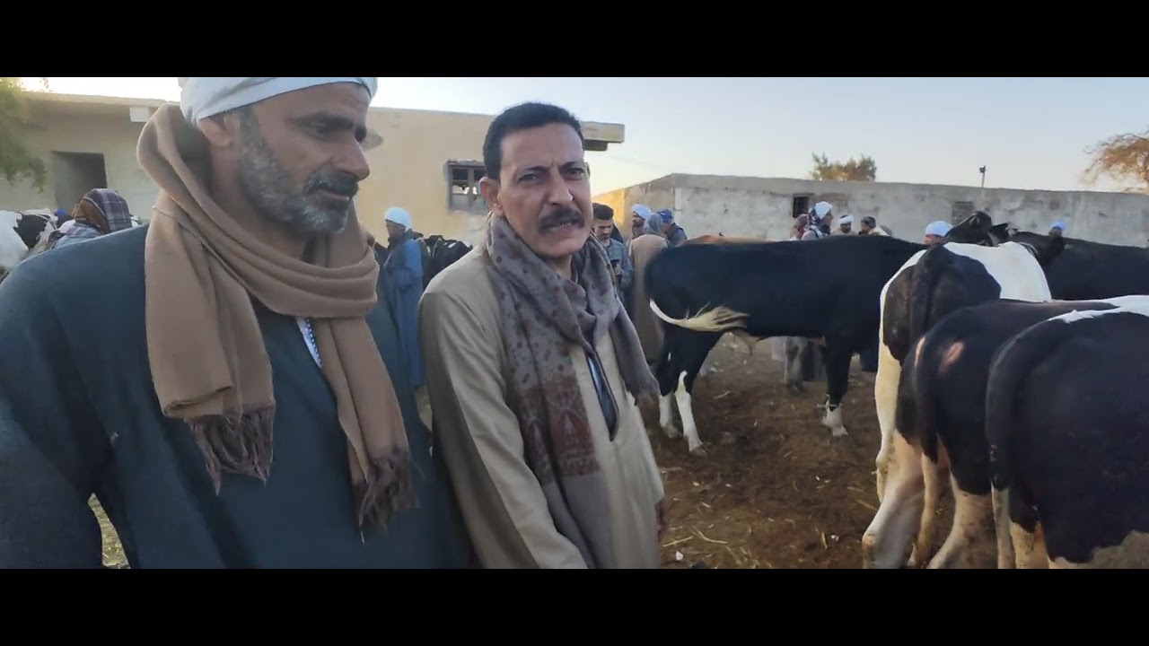 أفضل عجول كبيرة للتربية والقنايه بسوق عرب العوامر ابنوب أسيوط الاثنين ٢٨ أكتوبر ٢٠٢٤