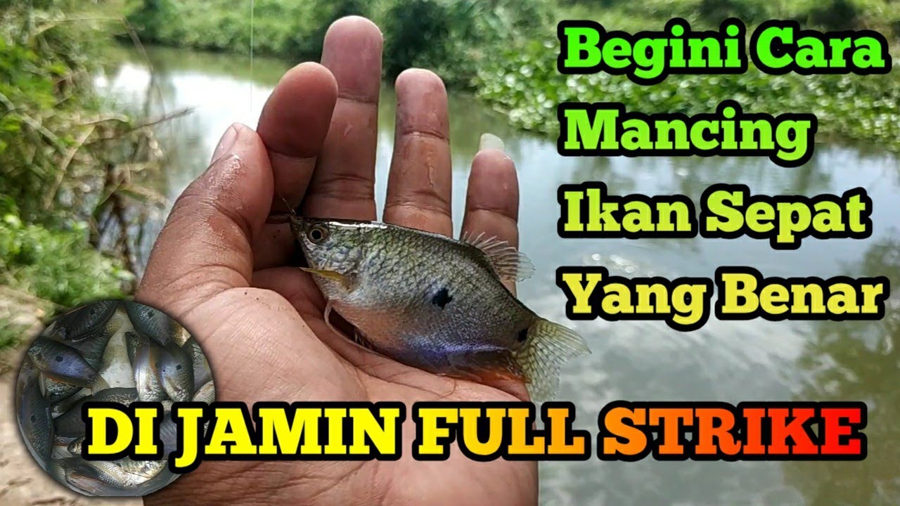 Cara mudah mancing ikan sepat