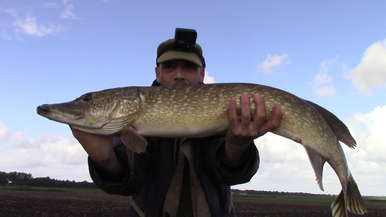 Snoek 101cm gevangen op een Spro Iris Flash Jerk Firetiger 13cm versie