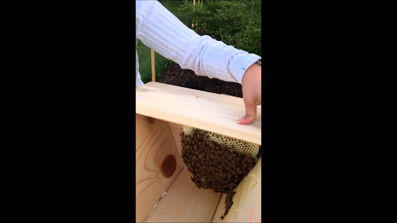 Trapping and transferring a feral honeybee from a top-bar trap to hive