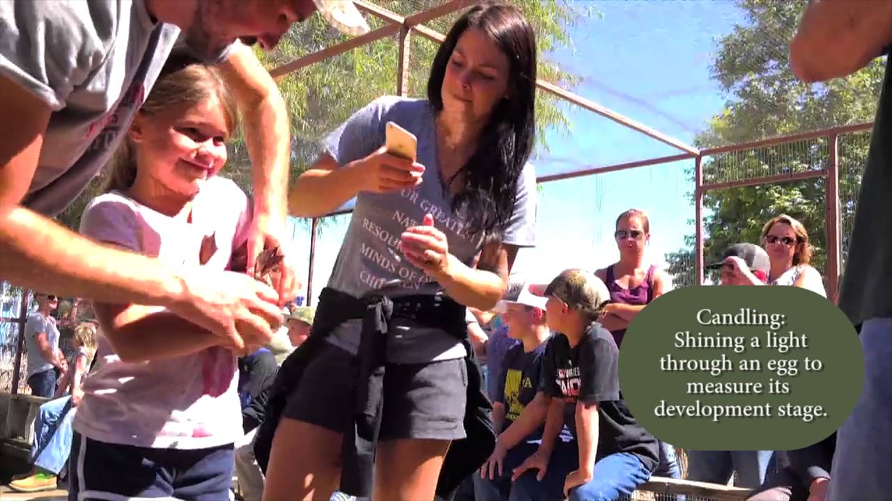 CWA Egg Salvage and Youth Banding Day at Rancho Esquon