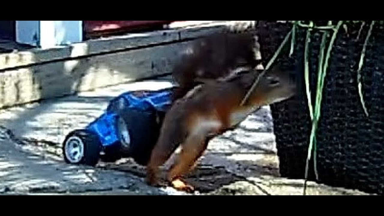 Super Squirrel -Bird Feeder Guarded by Rc Car 50km Jumpstart on squirrel