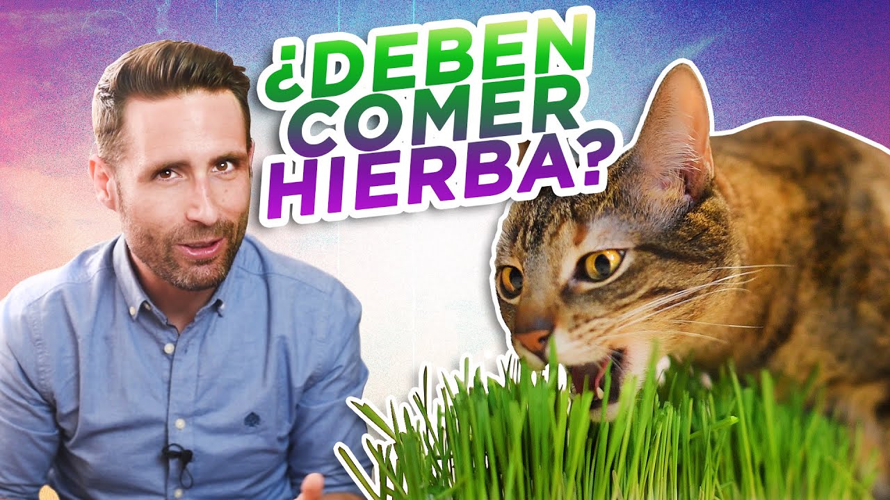 ¿Es bueno que los GATOS COMAN HIERBA/PASTO? 🌿🐈 | ¿Por qué los gatos comen plantas?