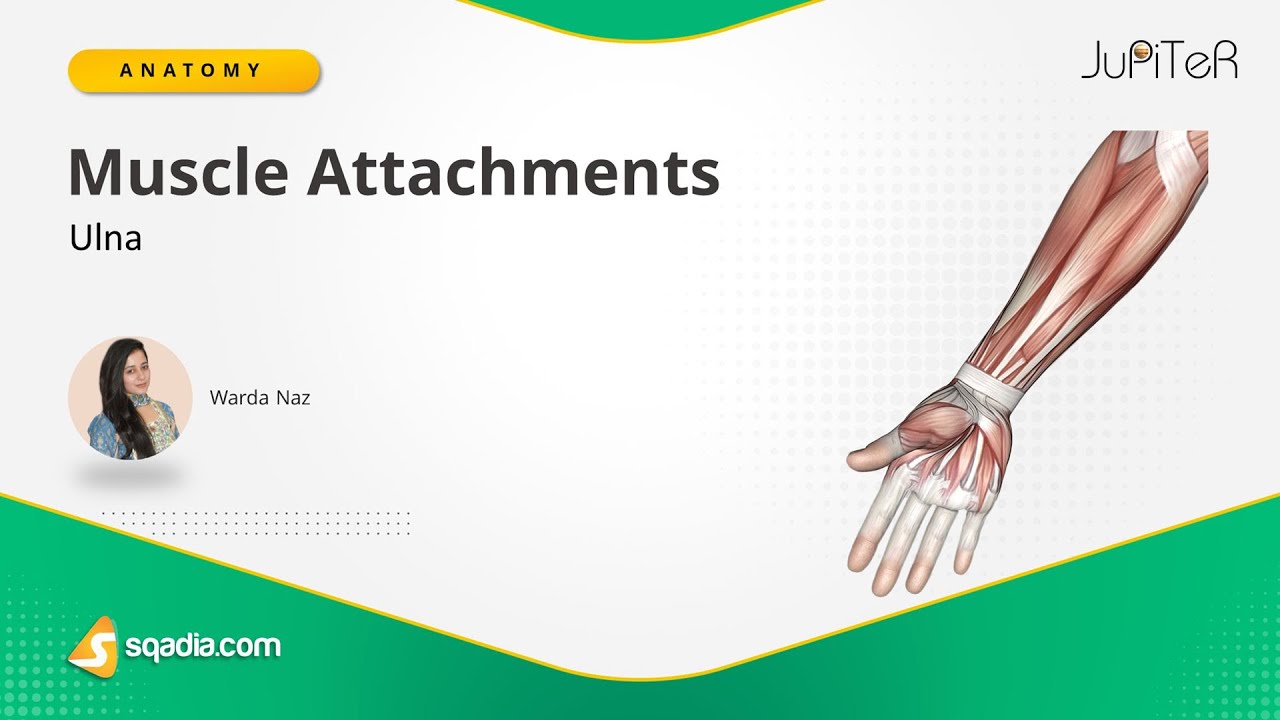 Ulna | Muscle Attachments | Bone Anatomy | Upper Limb | Forearm Skeletal System | sqadia.com