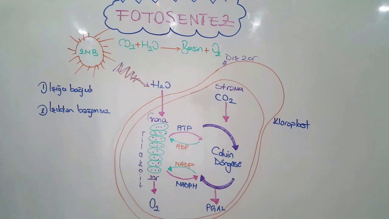 MANTIĞINI ÇÖZELİM || FOTOSENTEZ TEPKİMELERİ- benzetmeler ve en can alıcı kısımlar !