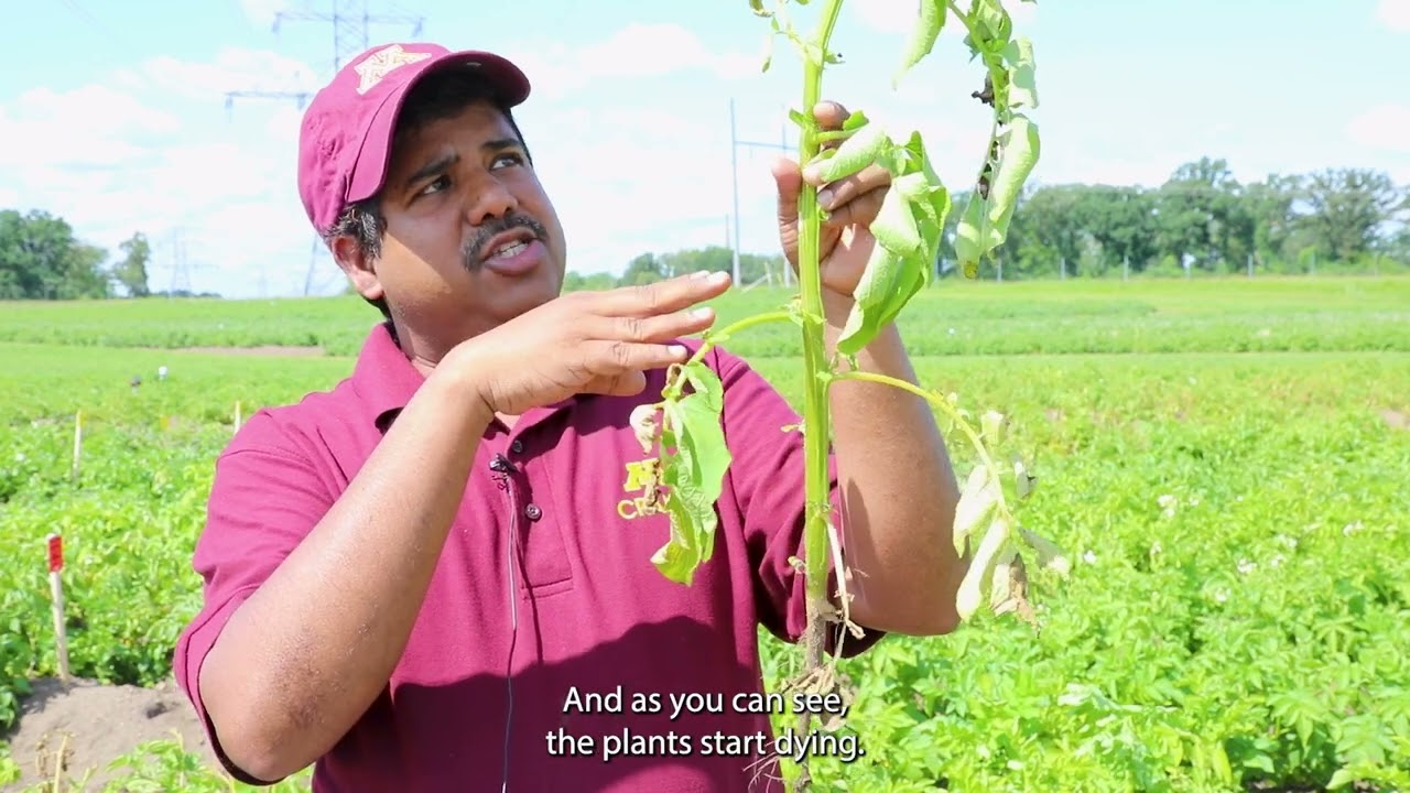 Find it in the Field: Verticillium Wilt with Ashish Ranjan