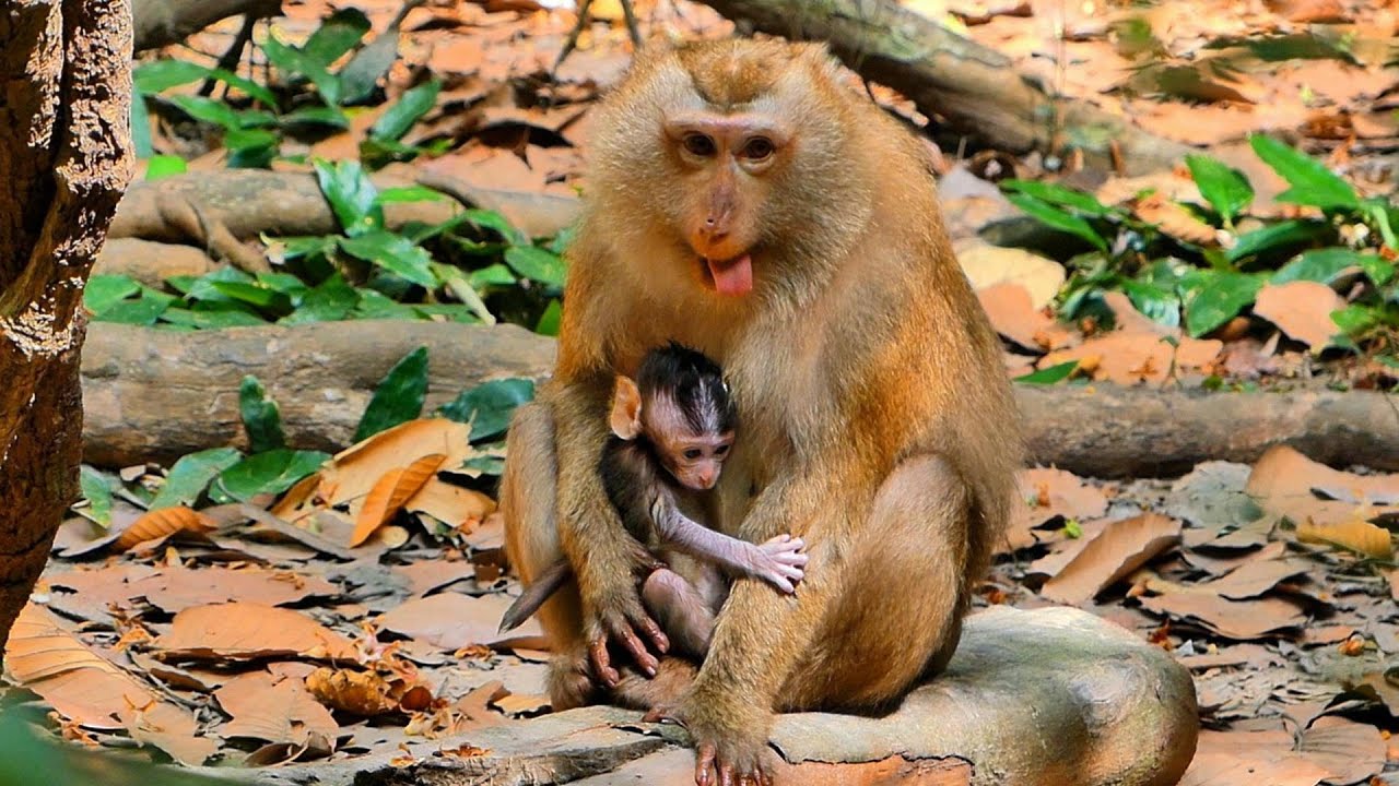 Unusual Troop Behavior: Grandma Bonita Keeps Baby Astro Close for Days