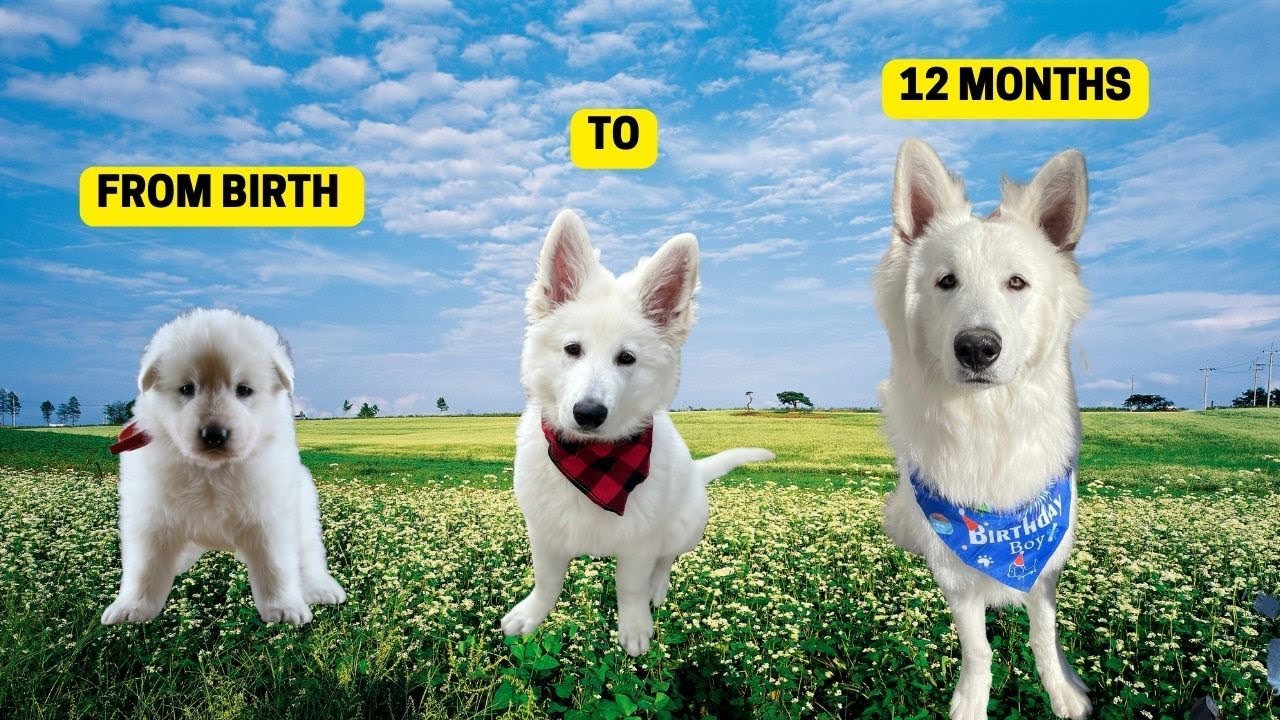 WHITE SHEPHERD GROWING UP - BIRTH TO 12 MONTHS OLD