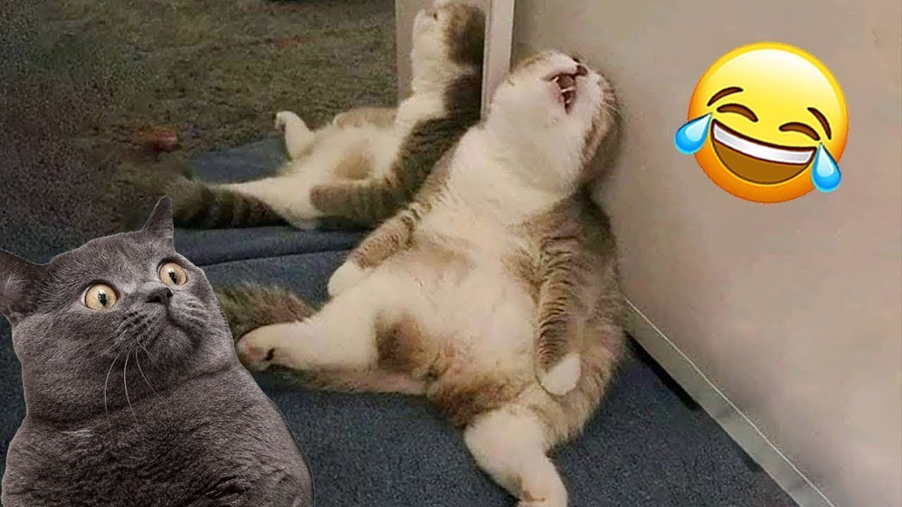Be careful, don't laugh 🐕😺 Funny videos with dogs, cats and kittens😸part 3