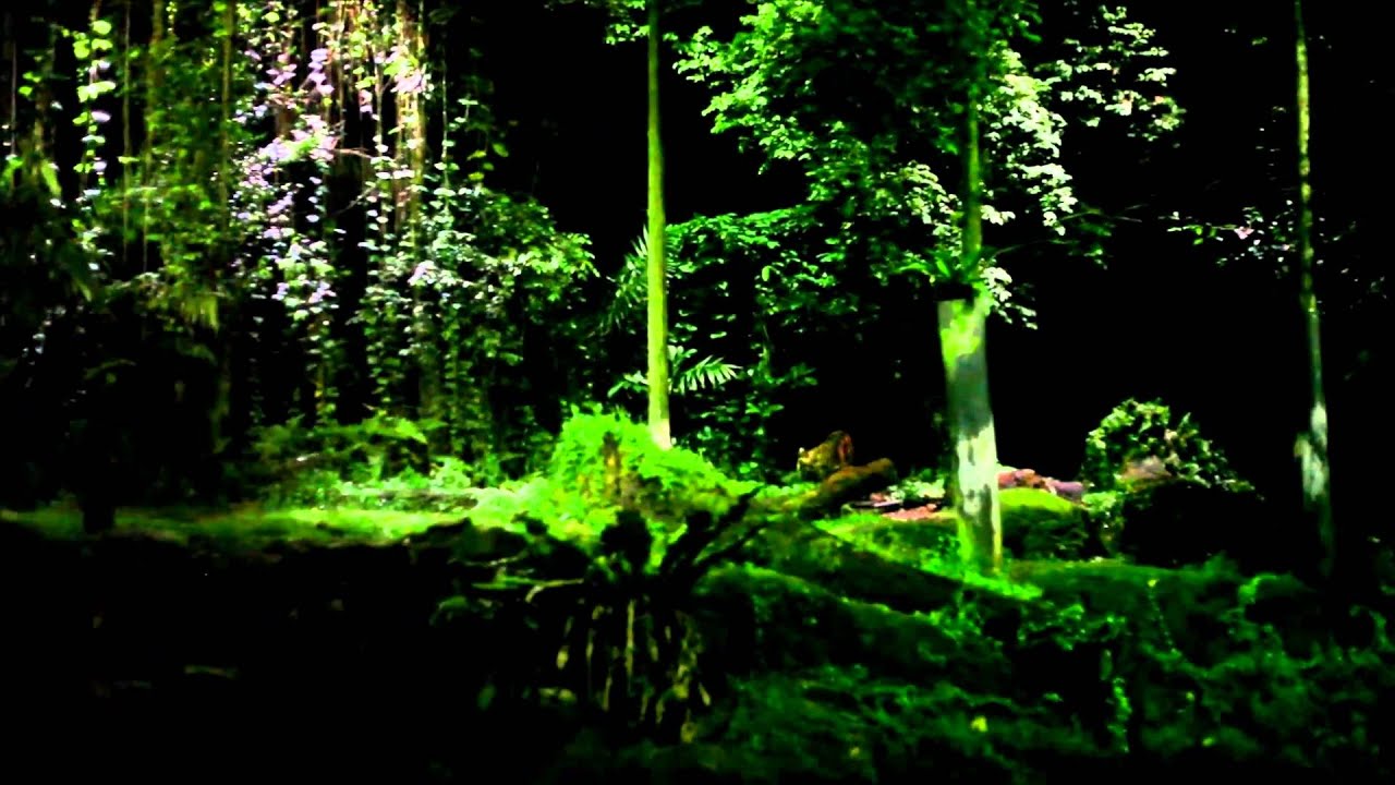 Singapore's Night Safari Tram Ride