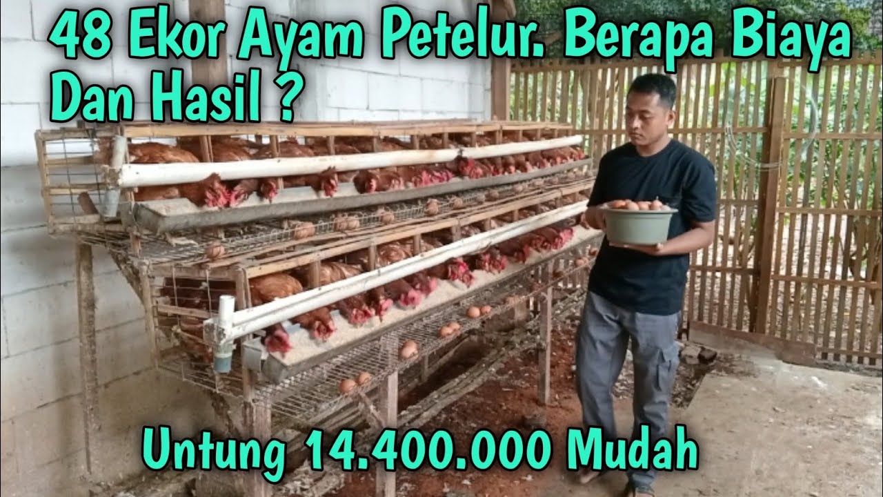 48 Ekor Ayam Petelur ! Berapa Biaya Dan Hasil ?