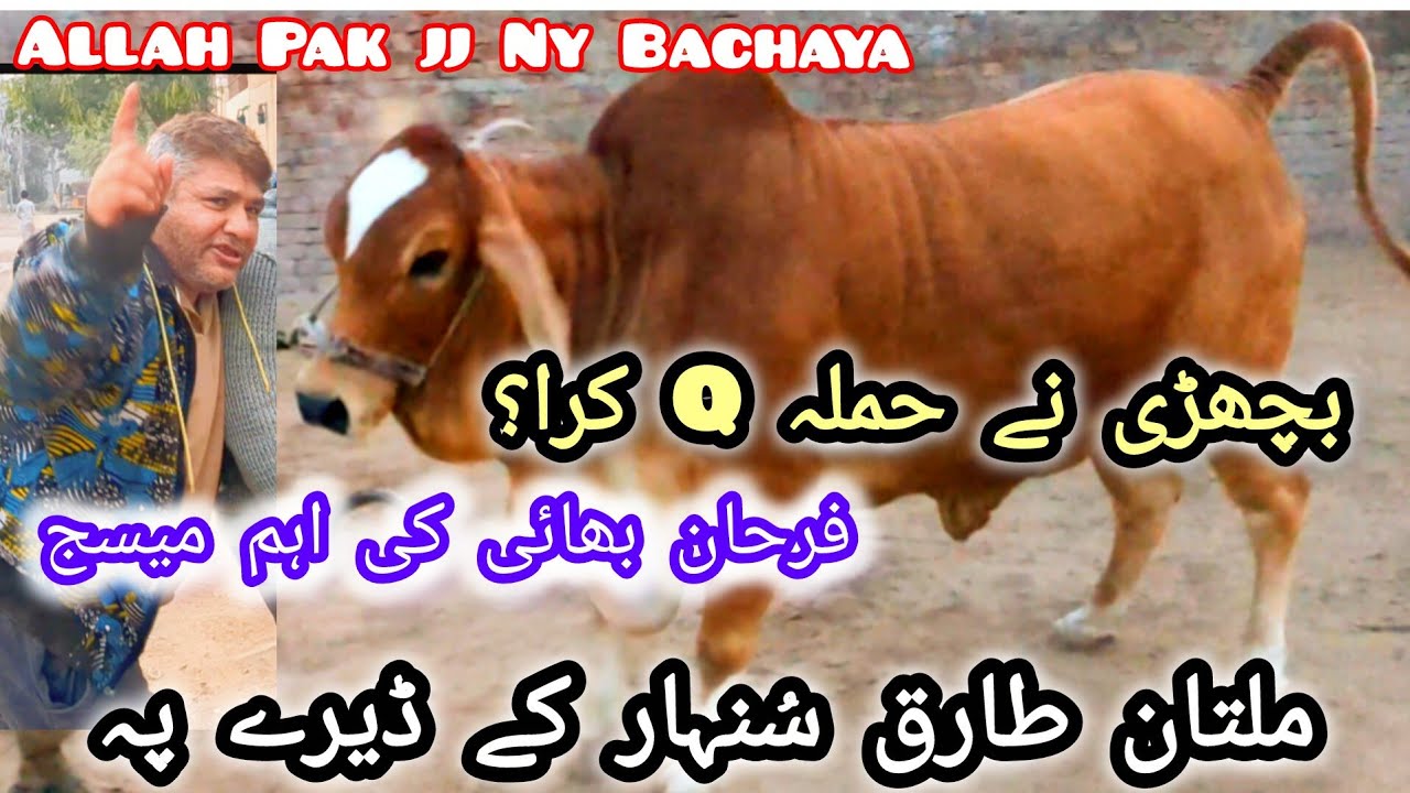 FarHan Boss Ka Soda Kitny M Banyga Multan Tariq Sunhar K Pass? Dabang Bachri😱 Hfu Cattles Info 💥❣️