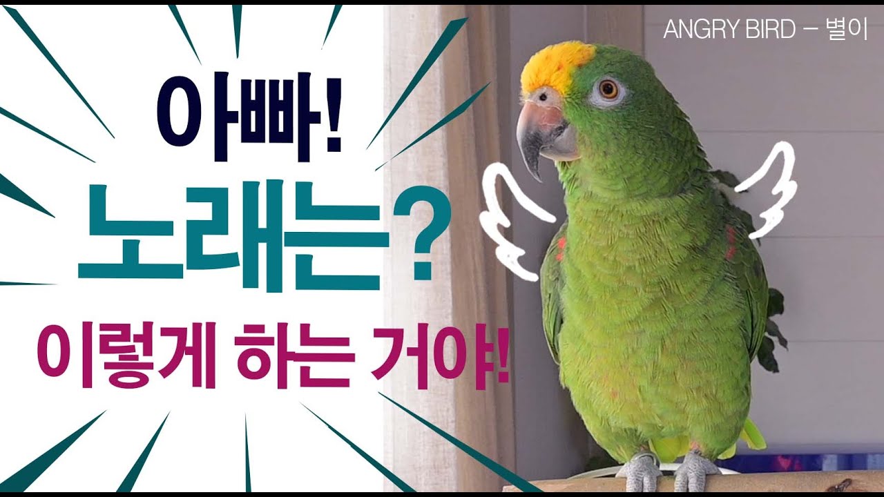 음치 아빠와 가수 앵무새의 노래 배틀 / 별이 신곡 준비중 / 오빠는 보컬 트레이너  / 사람과 대화하는 아마존 앵무새 / ANGRY BIRD