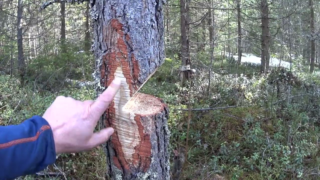 Metsolan Metsäkoulu 274 - Kaatokolo metsässä vs. pihapuunkaadossa