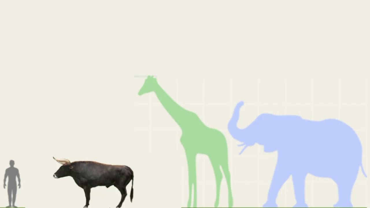Aurochs vs African Elephant, Giraffe and Human in Size Comparison