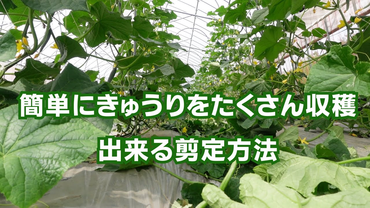 きゅうりのたくさん収穫できる中期剪定方法20/6/21#1004