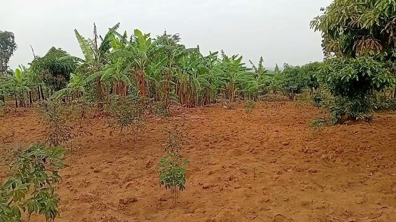 🇷🇼LARGE LAND FOR SALE FOR $19,000 +250788498847AT THE INTERNATIONAL AIRPORT IN RWANDA