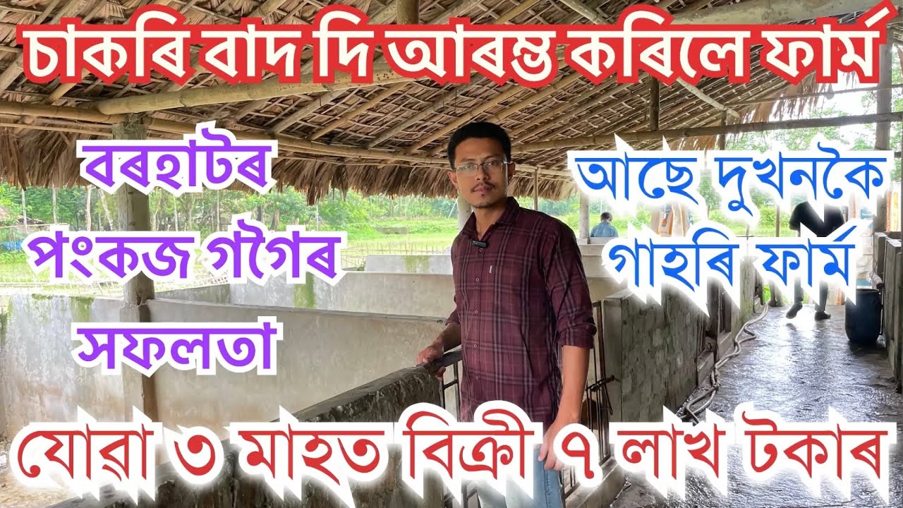 চাকৰি বাদ দিয়া পংকজৰ সফলতাৰ কাহিনী যোৱা ৩ মাহত বিক্ৰী ৭ লাখ টকাৰ গাহৰি॥PIG ॥ JIBON ARU HONGSTHAPON