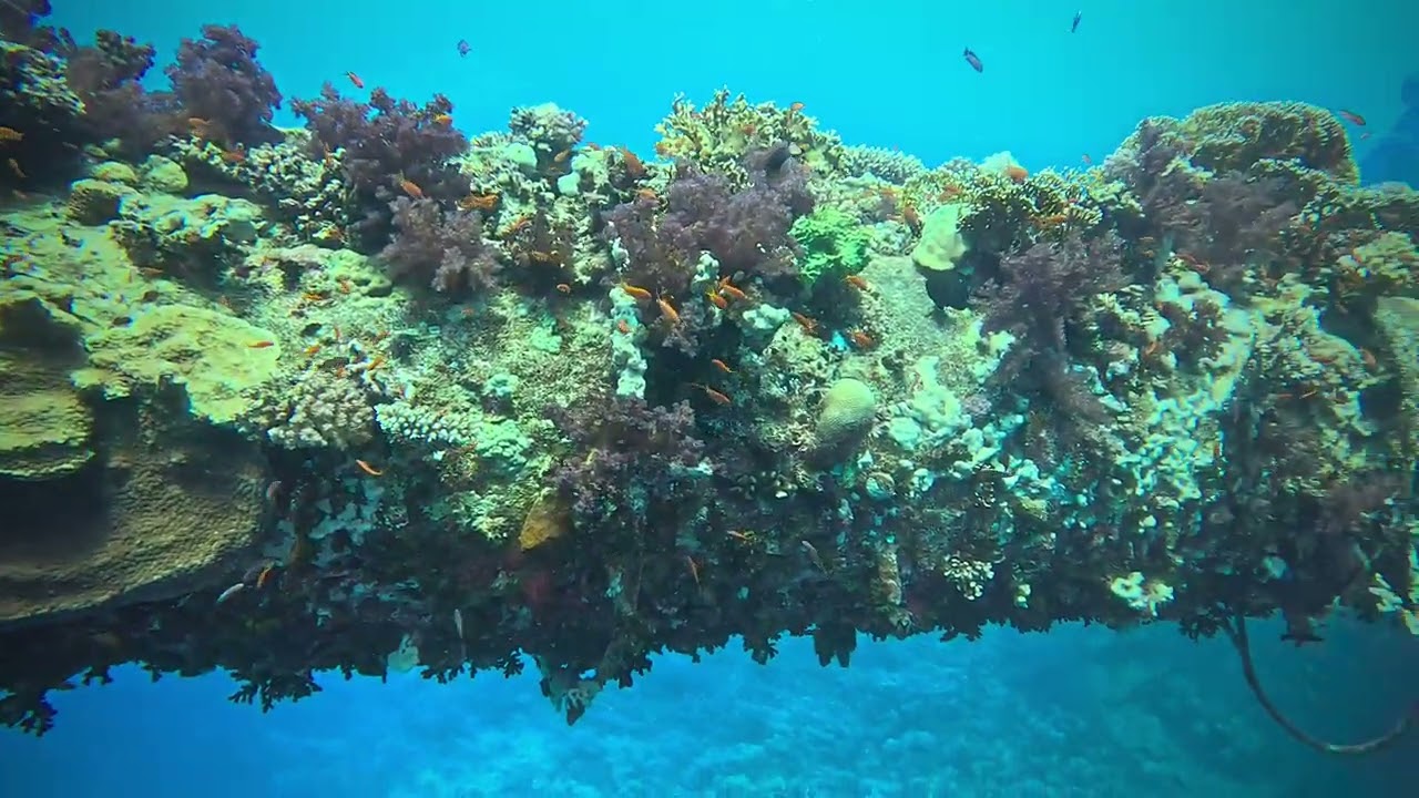 Liveaboard 2024 Days 5&6 Ghazala Explorer (Wrecks and reefs)