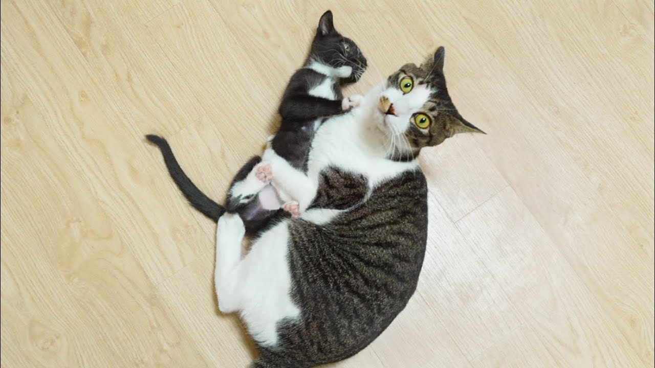 The Male Cat Has Maternal Love For the Rescued Kitten │ Episode.74