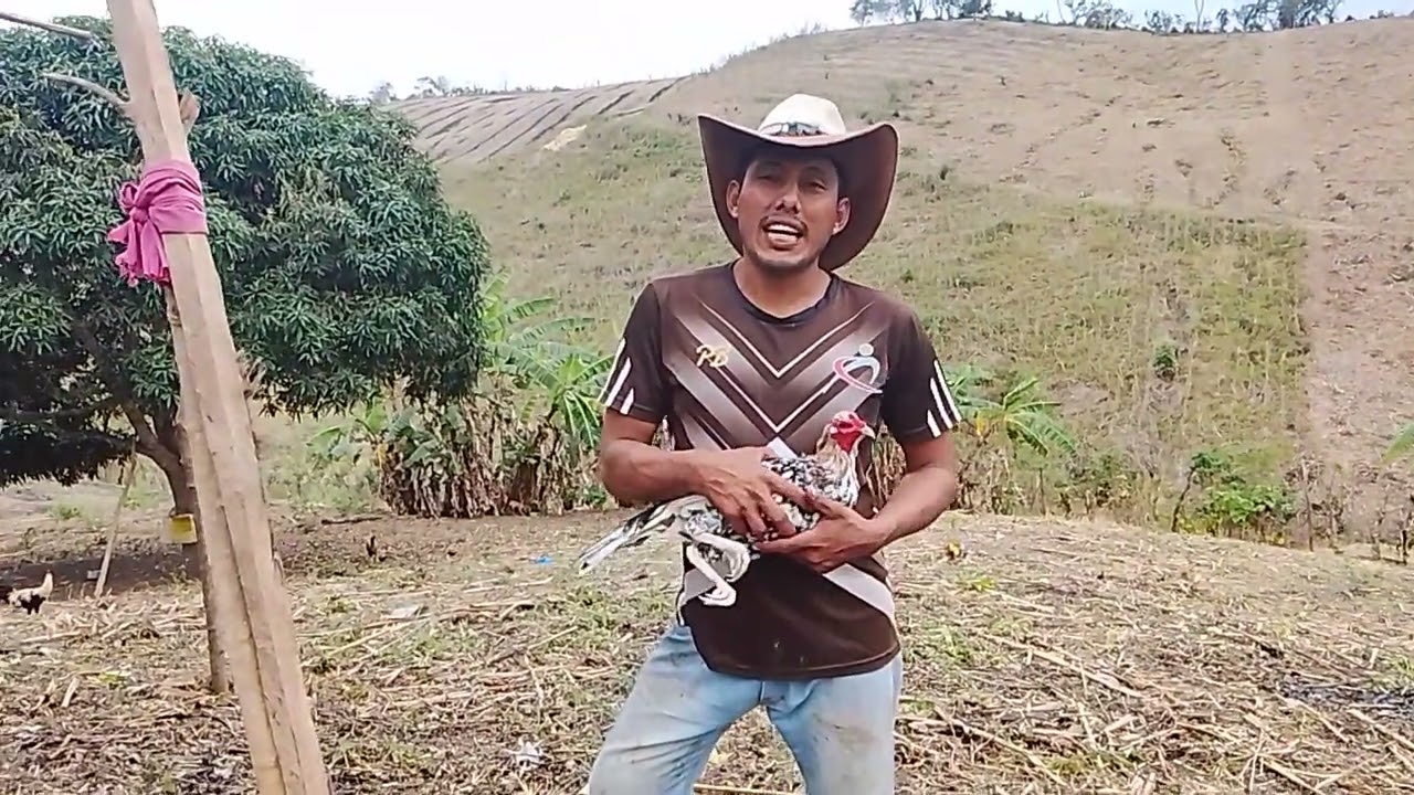 Soltando a mis gallos cada dos días #videosviral 
