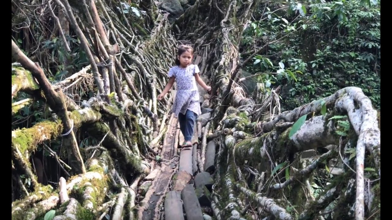 D'incroyables ponts de racines vivantes en Inde