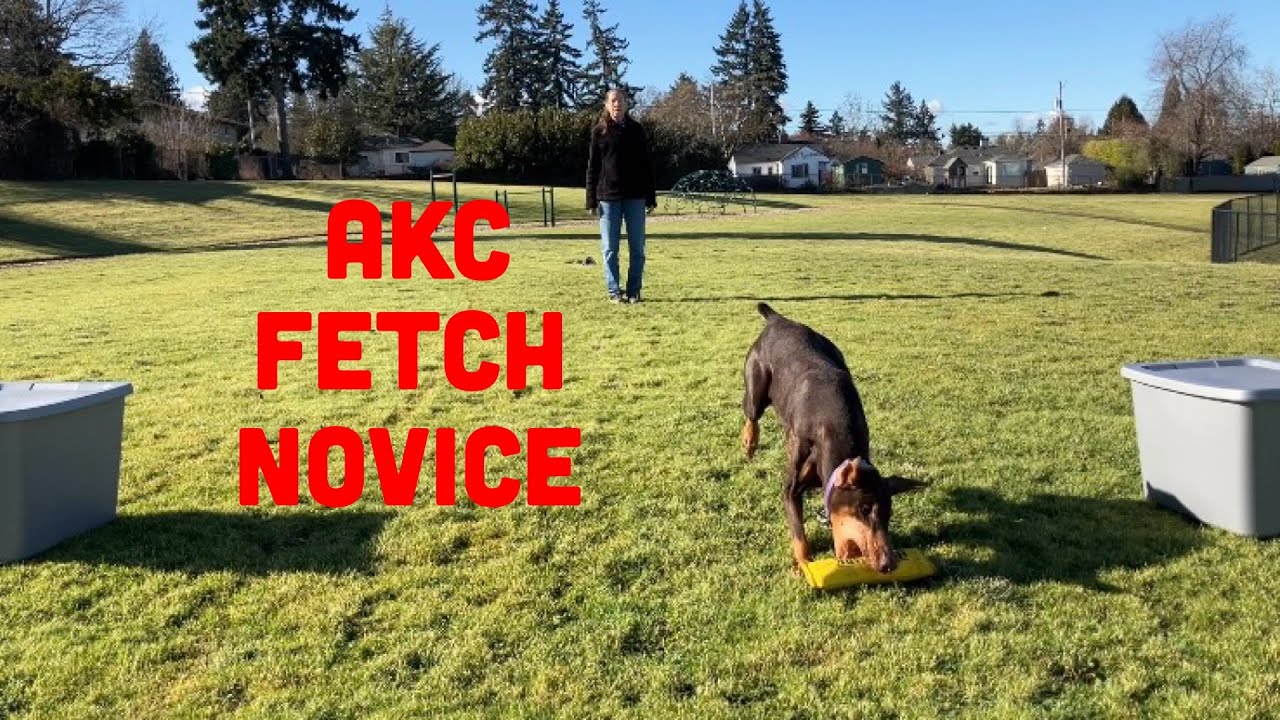 AKC Fetch Novice TFN - Explained and Demonstrated