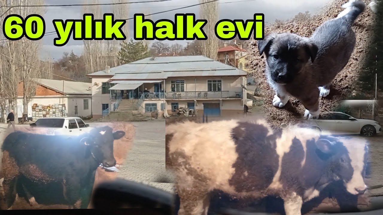 KÖYDE HAYVANLARIN BAKIMI BANA KALDI DANALAR BÜYÜMÜŞLER YAVRU BADİ