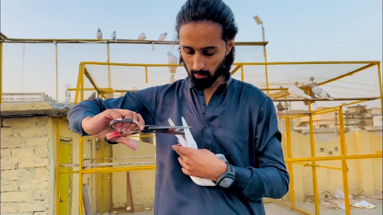 Bazi waly kabootaro ko goll kr dia | Dar pigeons club | #kabuterbazi #pigeon #pigeonlover #bazi