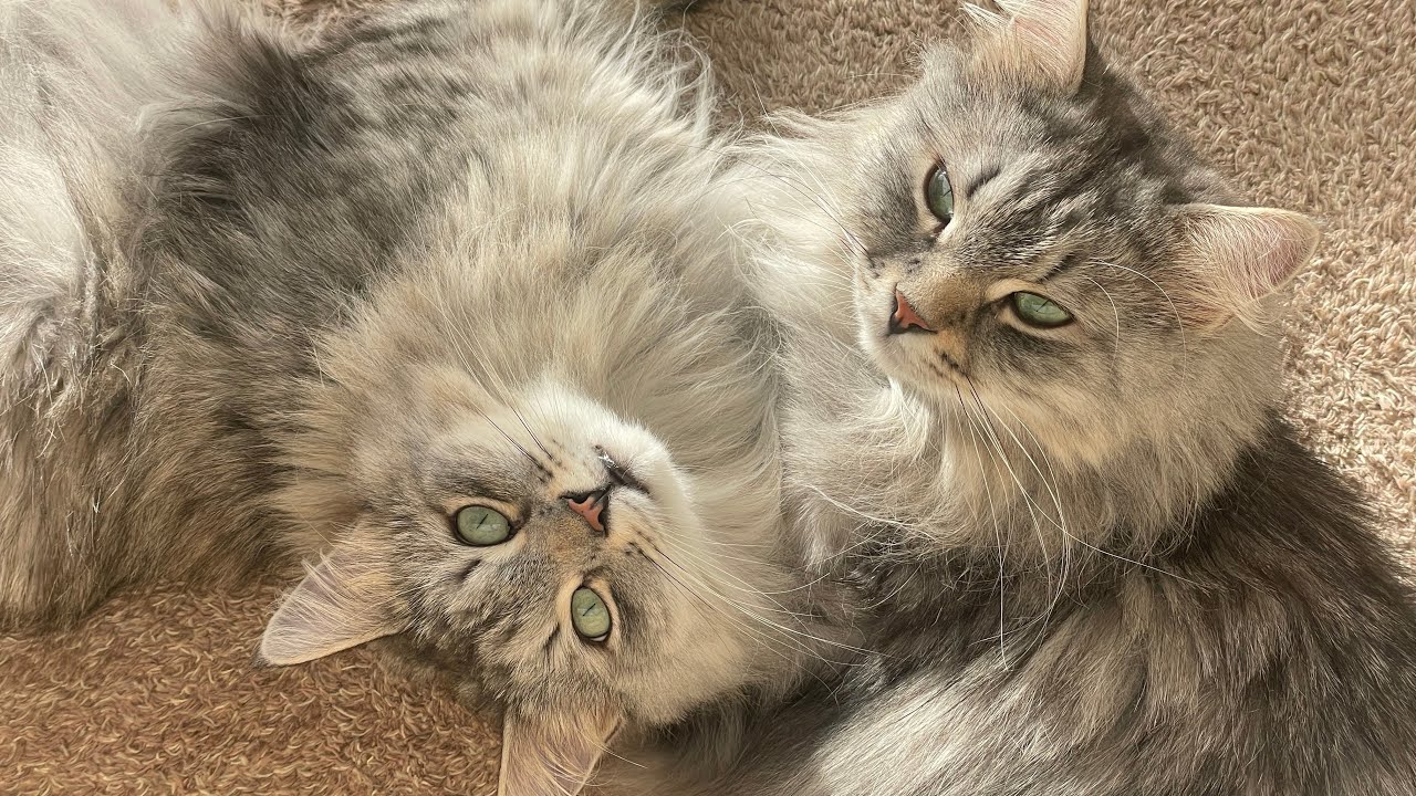 Twin Siberian cats talking to the outside world