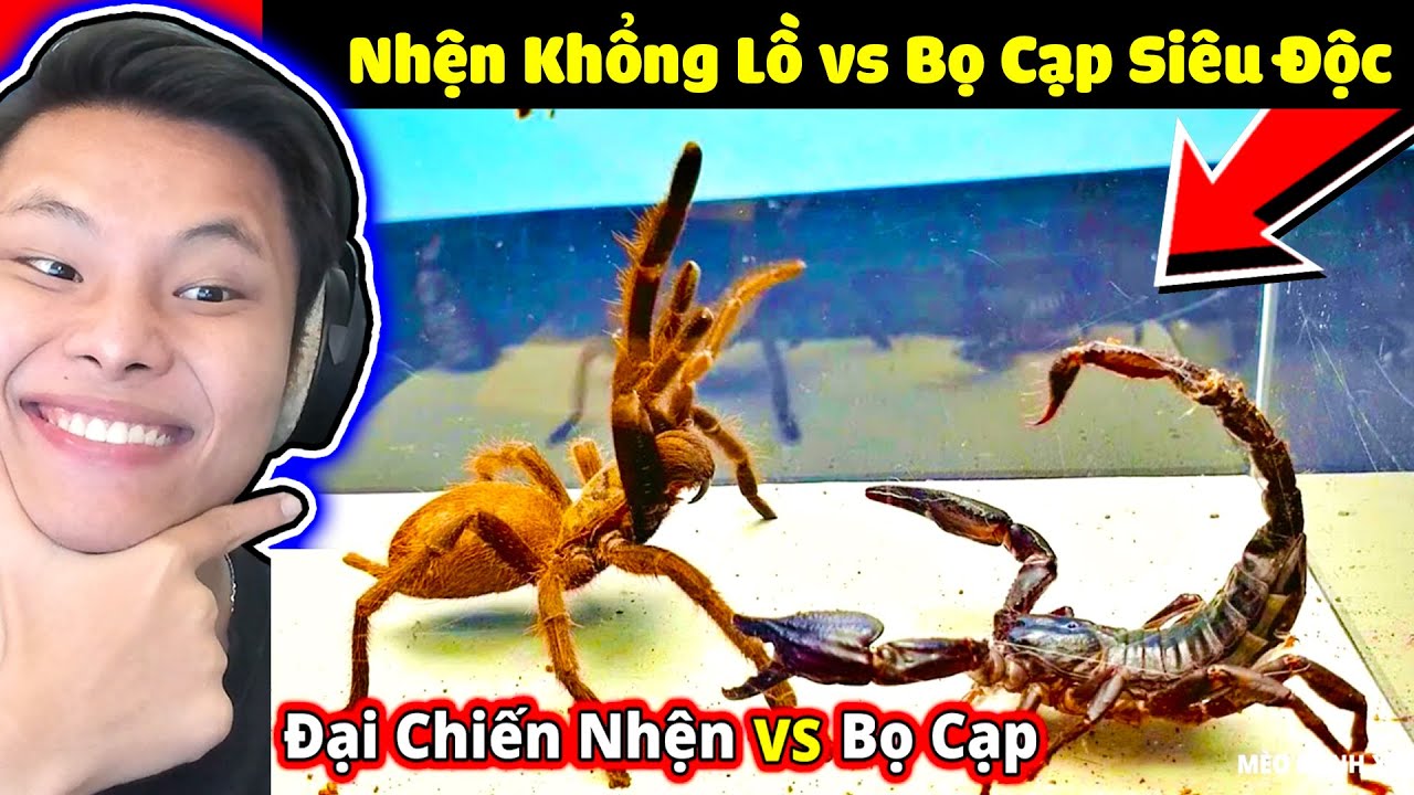 ĐẠI CHIẾN NHỆN KHỔNG LỒ vs BỌ CẠP SIÊU NỌC ĐỘC🧪🦂JAYGRAY REACTION ĐỘNG VẬT NGUY HIỂM NHẤT HÀNH TINH