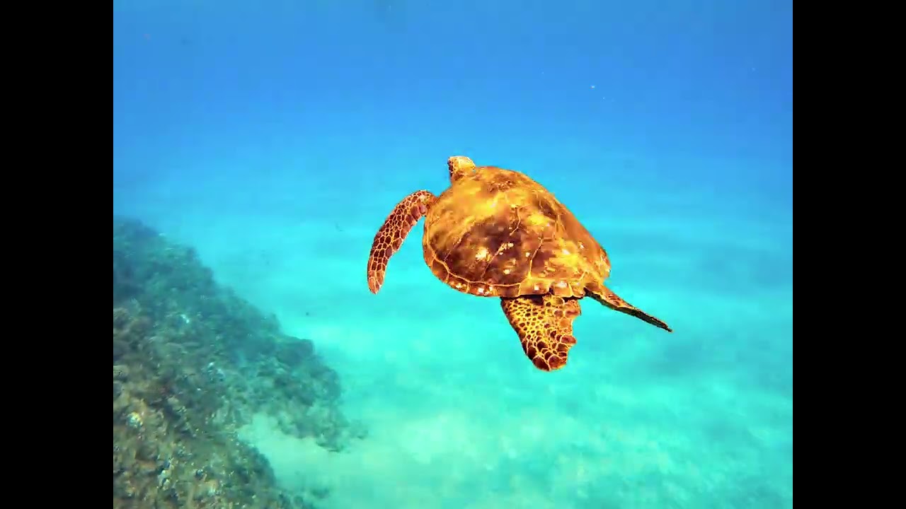 Hawaii 2025 Snorkle