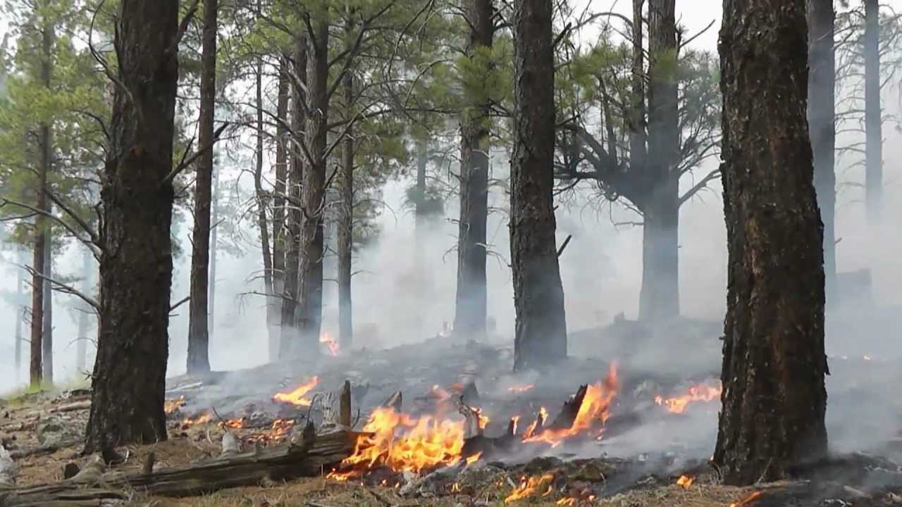 FORESTS UNDER FIRE DOCUMENTARY