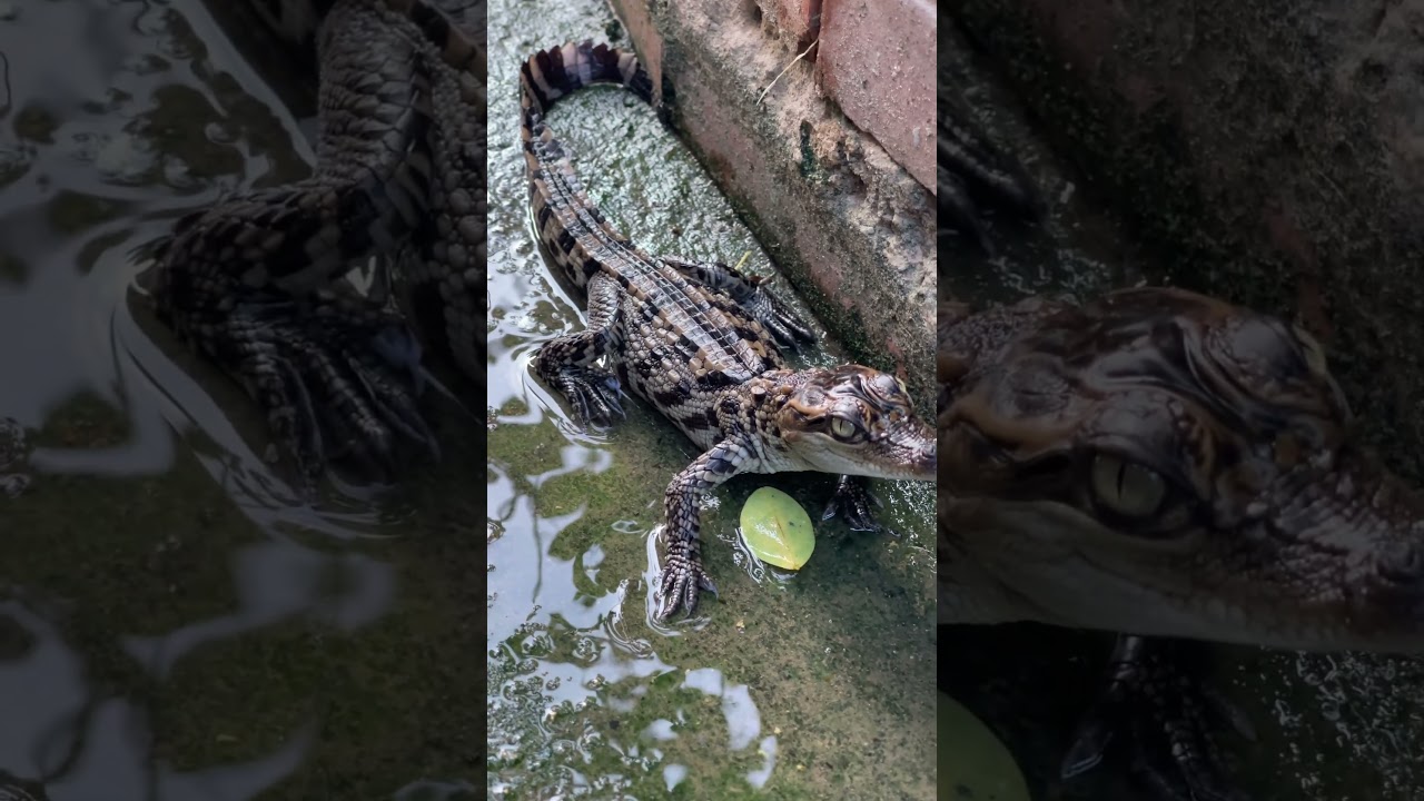 This baby crocodile looks serious 😱😱 #shortvideo #shorts #explore168 #animallife