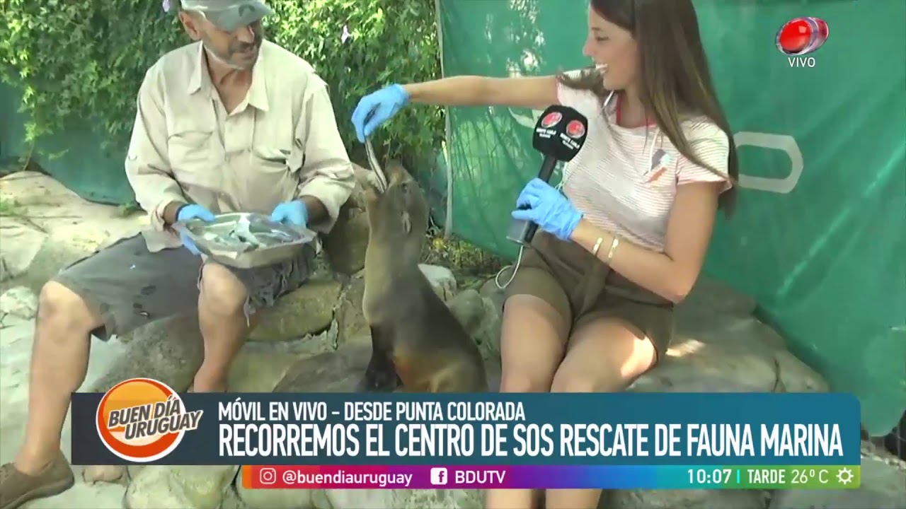 Buen día Uruguay - Recorremos S.O.S Rescate de Fauna Marina 16 de Enero de 2019