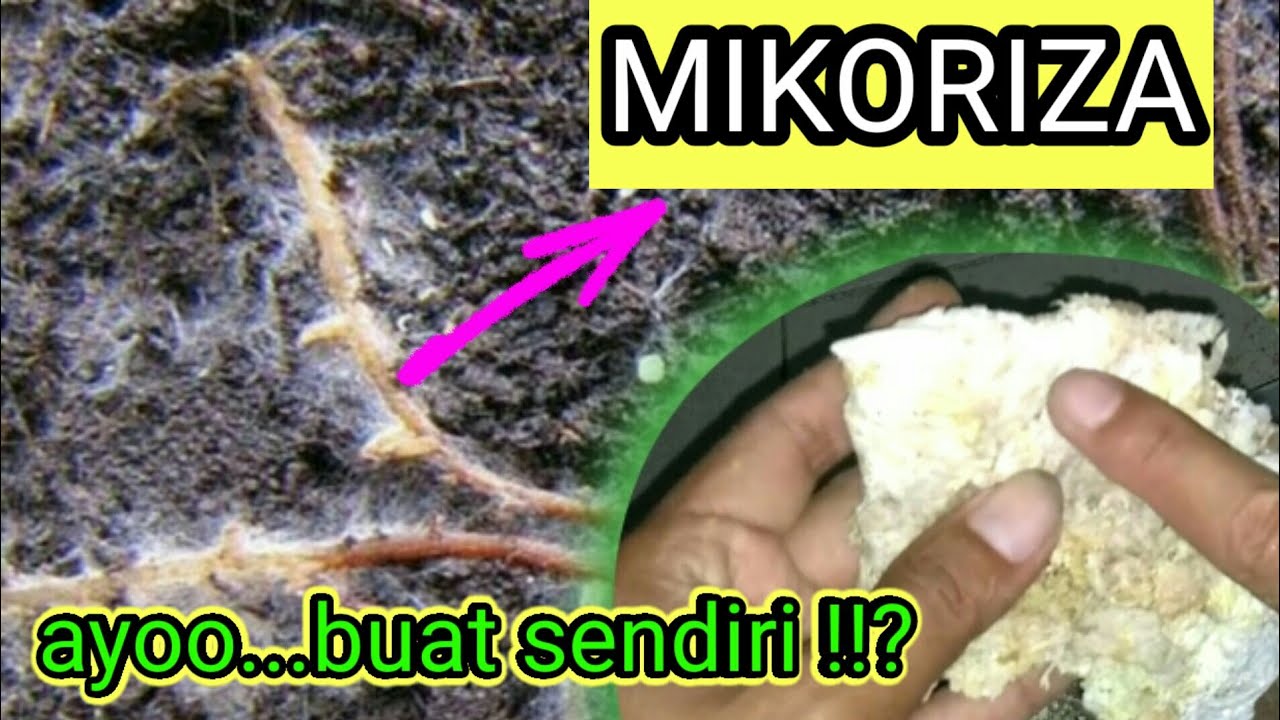 cara buat 