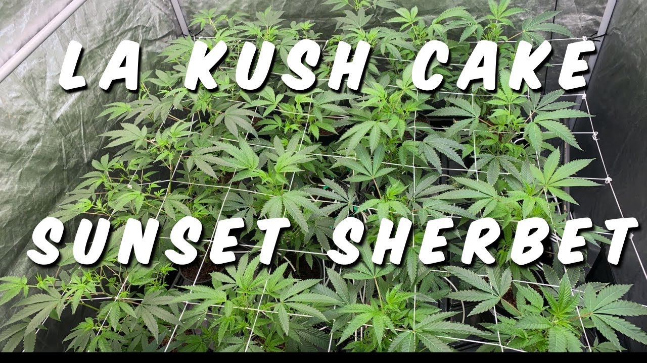 Im Back | Sunset Sherbet & LA Kush Cake