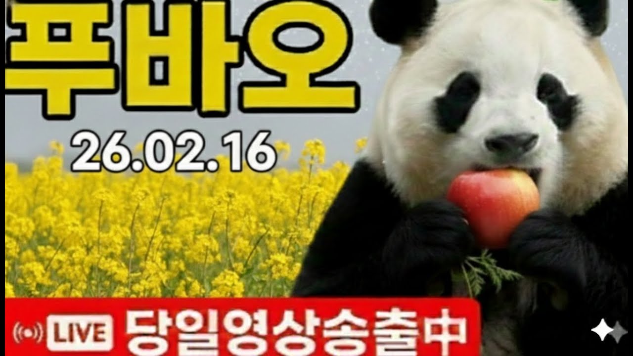 푸바오 설날연휴 특집방송 26.02.16 푸멍하시면서  새해복 많이 받으시고 행복한 연휴 보내세요! #푸바오 #푸바오실시간 #바오패밀리