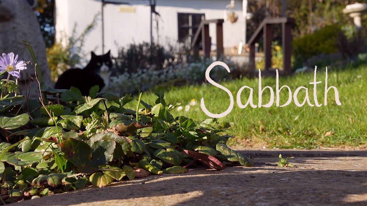 Sabbath the Cat: The Cosy Sequel