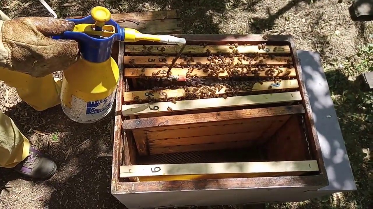 Trattamento con Acido Ossalico spruzzato senza estrarre i telai