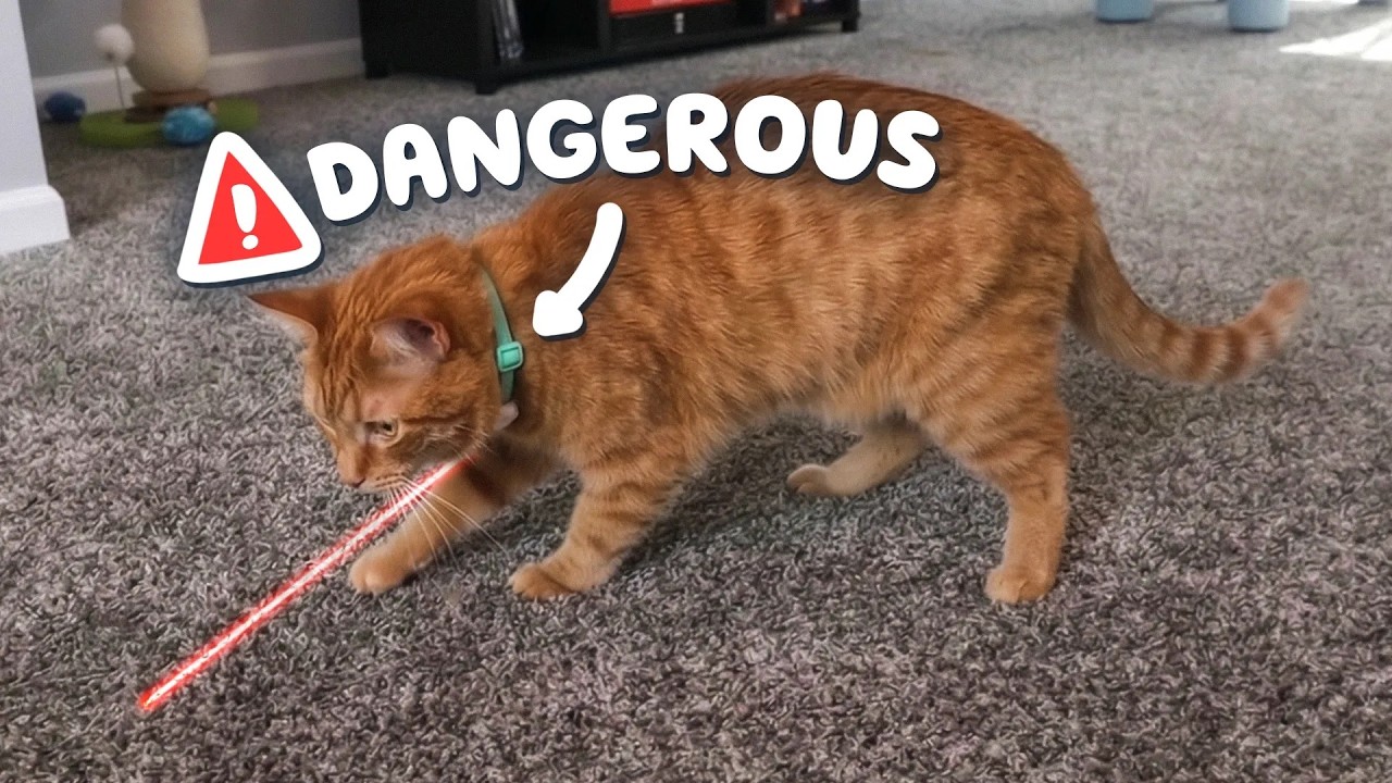 Cat Products That Should Not Exist