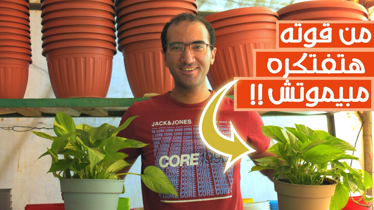طريقة زراعة واكثار نبات البوتس.....طريقة ناجحة بنسبة %100