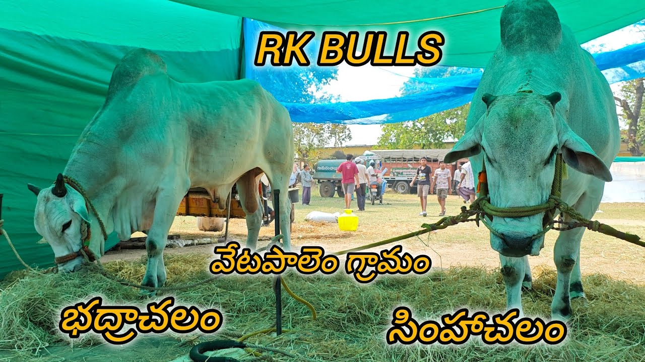 బనిగళ్ళపాడు న్యూ కేటగిరి వచ్చిన జత RK BULLS వేటపాలెం గ్రామం బాపట్ల జిల్లా...