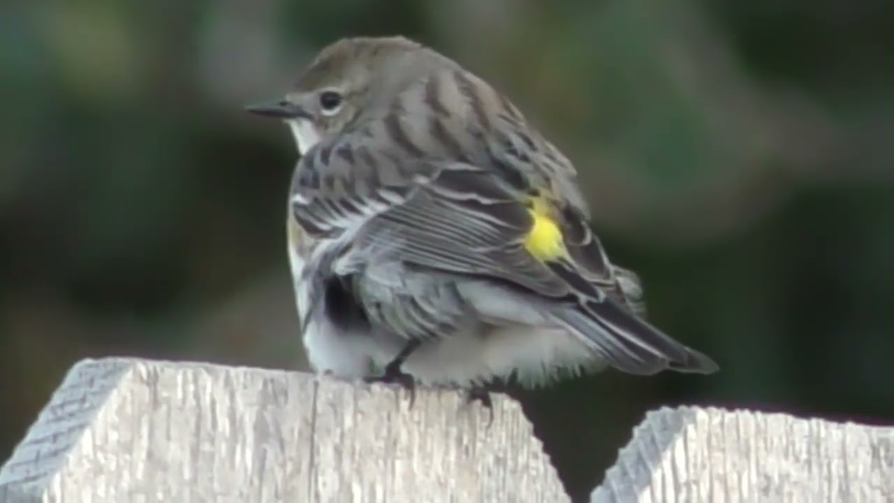 Yellow rumped warbler from the back