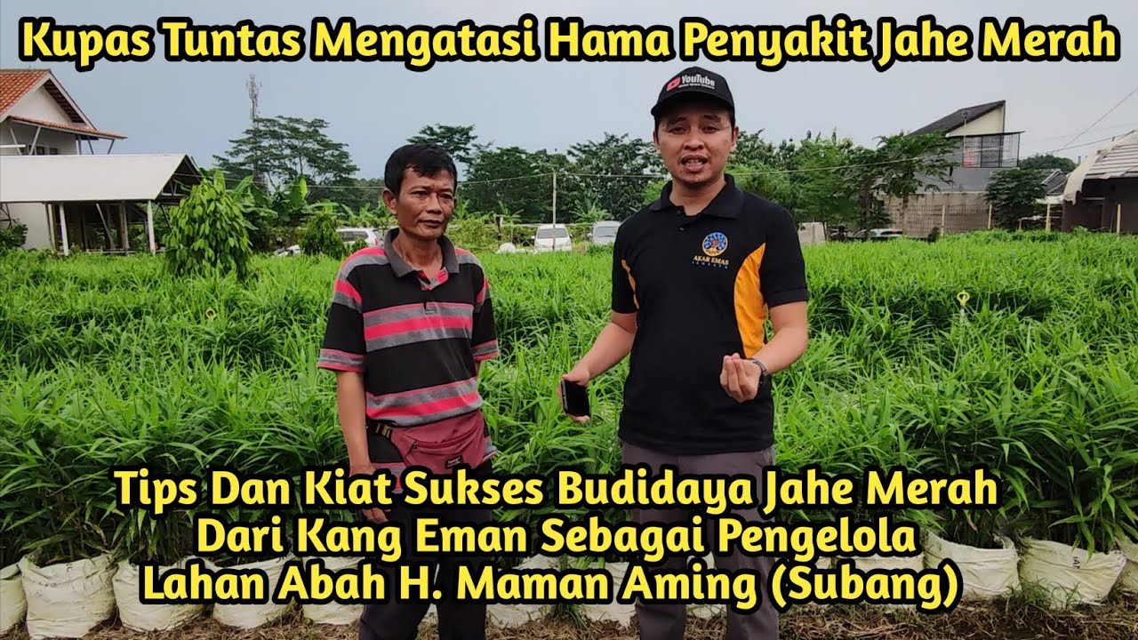 3000 Rumpun Jahe Merah || Cara Penanggulangan Hama Penyakit Jahe Merah || Kang Eman Pengelola Lahan